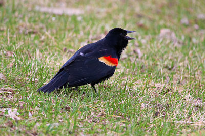 Black bird perching on a field