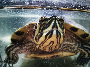 Close-up of turtle swimming in water