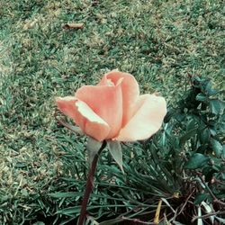 Close-up of flower blooming on field