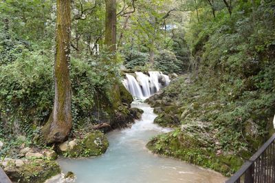 Scenic view of waterfall in forest