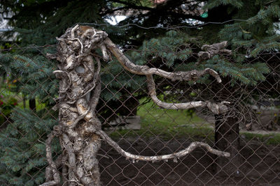 Close-up of chainlink fence in forest