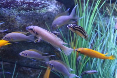 Fish swimming in sea