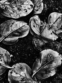 Close-up of dry leaf in water