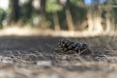 Close-up of pine cone on field