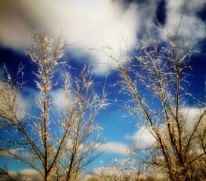 Low angle view of bare tree against sky