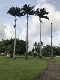 Palm trees on field against sky