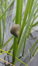 Close-up of snake on plant