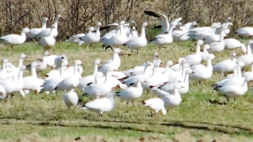 Flock of swans