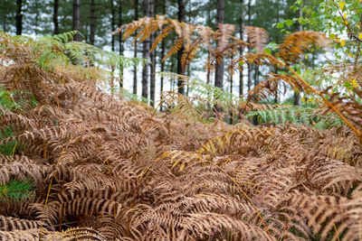 Close-up of pine trees in forest