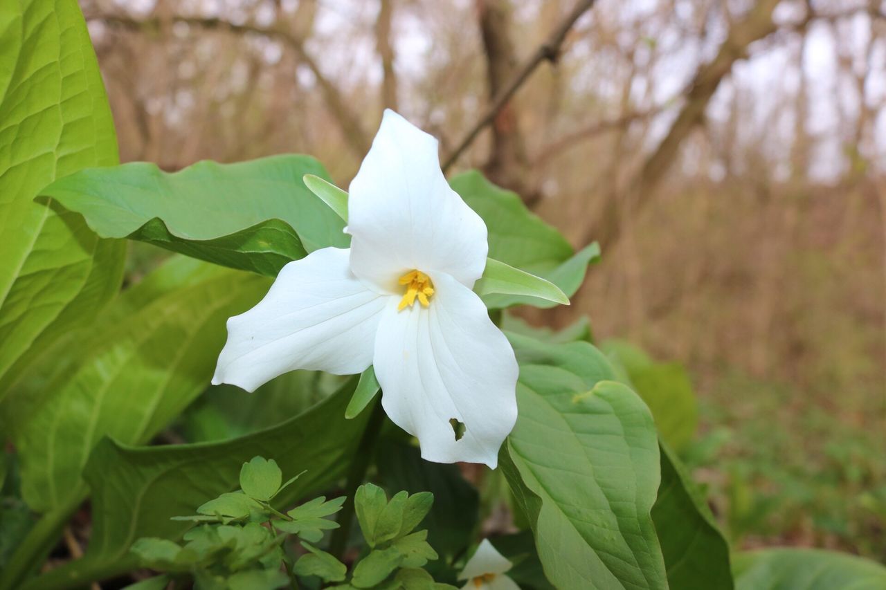 CLOSE-UP OF WHITE FLOWER BLOOMING IN PARK