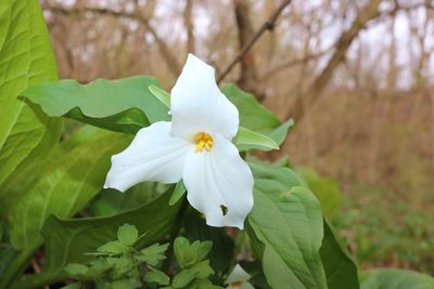 Close-up of white flower blooming outdoors