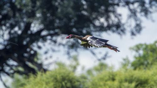 Low angle view of bird flying