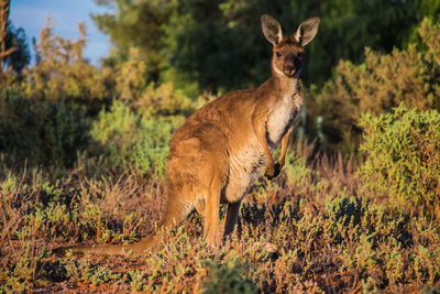 A wild kangaroo in the australien outback