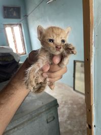 Portrait of hand holding cat by window