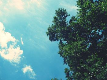 Low angle view of trees against sky