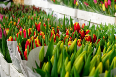 Close-up of red tulips