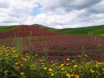 Scenic view of grassy field against cloudy sky