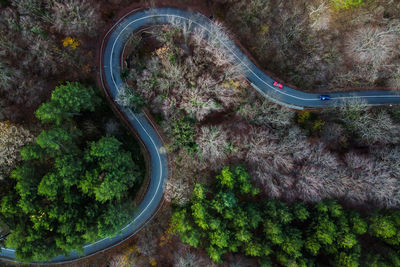 High angle view of road amidst trees in forest