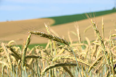 Close-up of wheat growing on field against sky