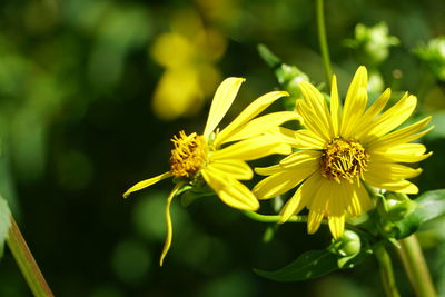 Close-up of honey bee on yellow flower