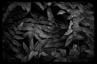 Full frame shot of leaves