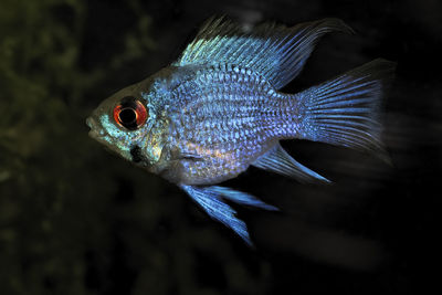 Close-up of fish swimming in aquarium 