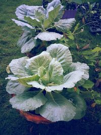 Close-up of plant with water