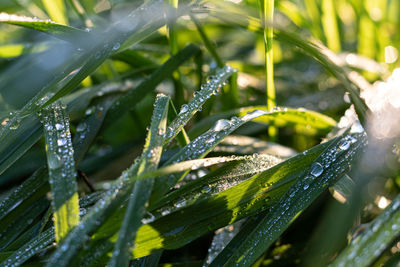 Close-up of wet plant leaves during rainy season