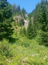 Scenic view of trees growing in forest