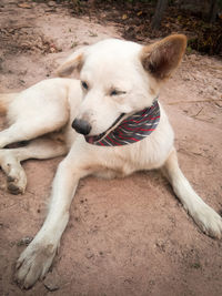 High angle view of dog resting on land