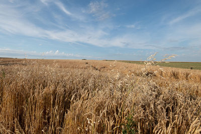 Scenic view of wheat field against sky