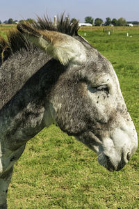 Horse grazing in field