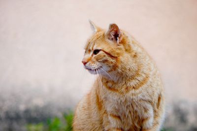 Close-up of cat