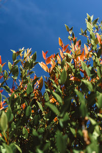 Low angle view of leaves on tree against sky