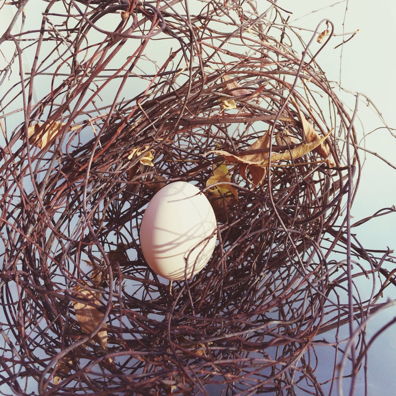 low angle view, bare tree, close-up, dry, no people, hanging, indoors, branch, decoration, still life, twig, day, sky, animal nest, bird, nature, straw, bird nest, feather