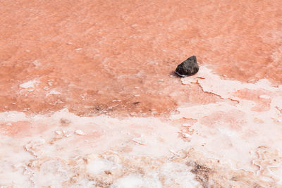 High angle view of a bird