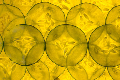 Full frame shot of yellow water lily