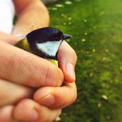 Close-up of hand holding bird