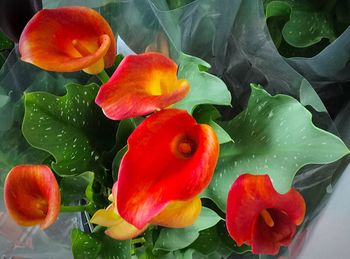 Close-up of red flowers and leaves