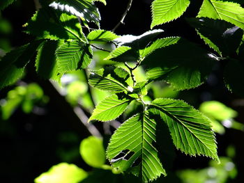 Close-up of green leaves