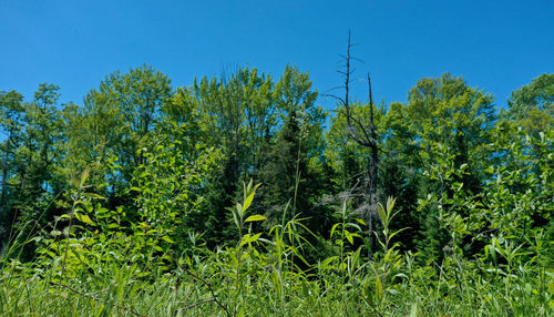 Trees and plants growing on field against sky