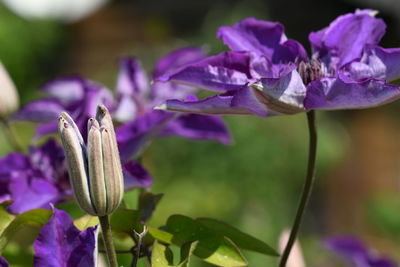 Close-up of purple flowering plant