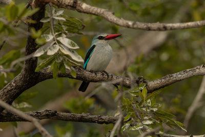 Close-up of bird perching on a tree