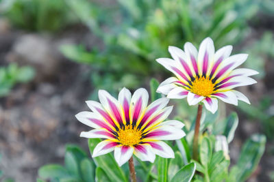 Close-up of gazania flower outdoors