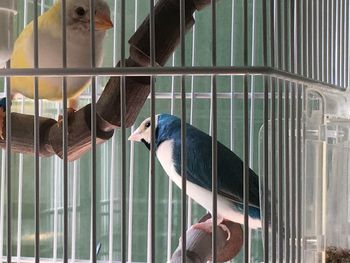 View of a bird in cage