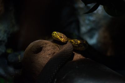 Close-up of lizard on man