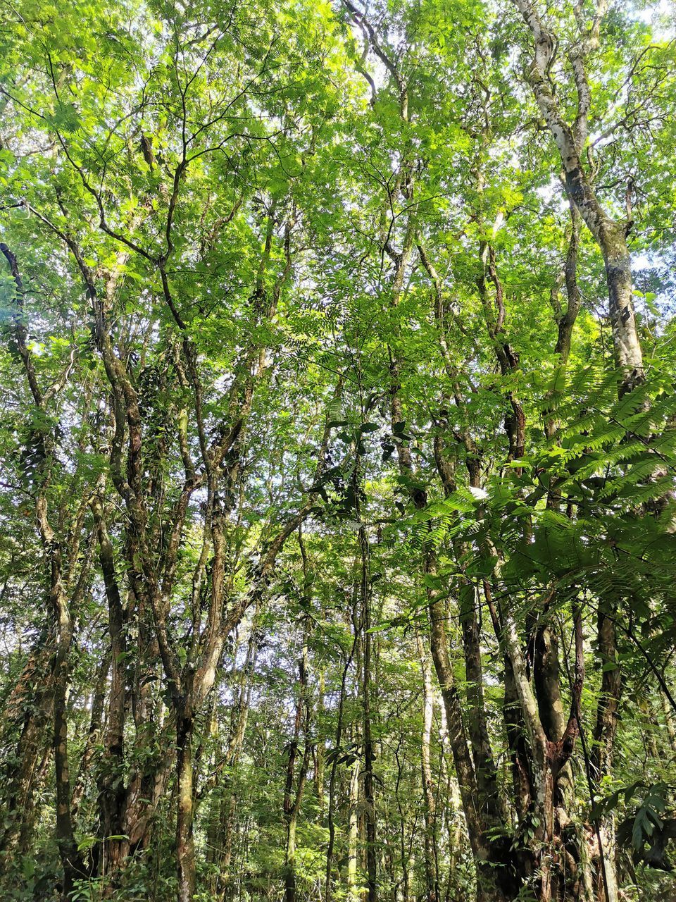 LOW ANGLE VIEW OF BAMBOO TREES