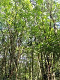 Low angle view of bamboo trees in forest