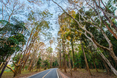 Country road amidst trees in forest