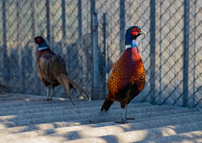 Two birds on a fence